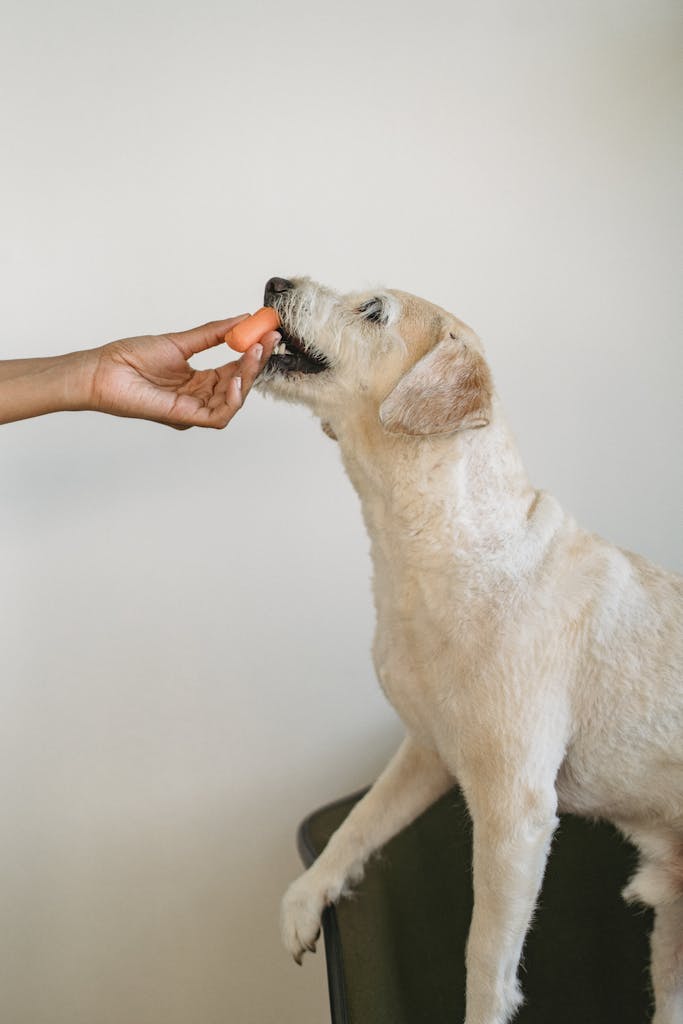 Crop anonymous ethnic woman feeding vegetable to white puppy sitting on chair